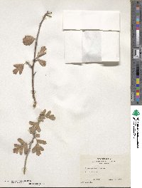 Crataegus azarolus image