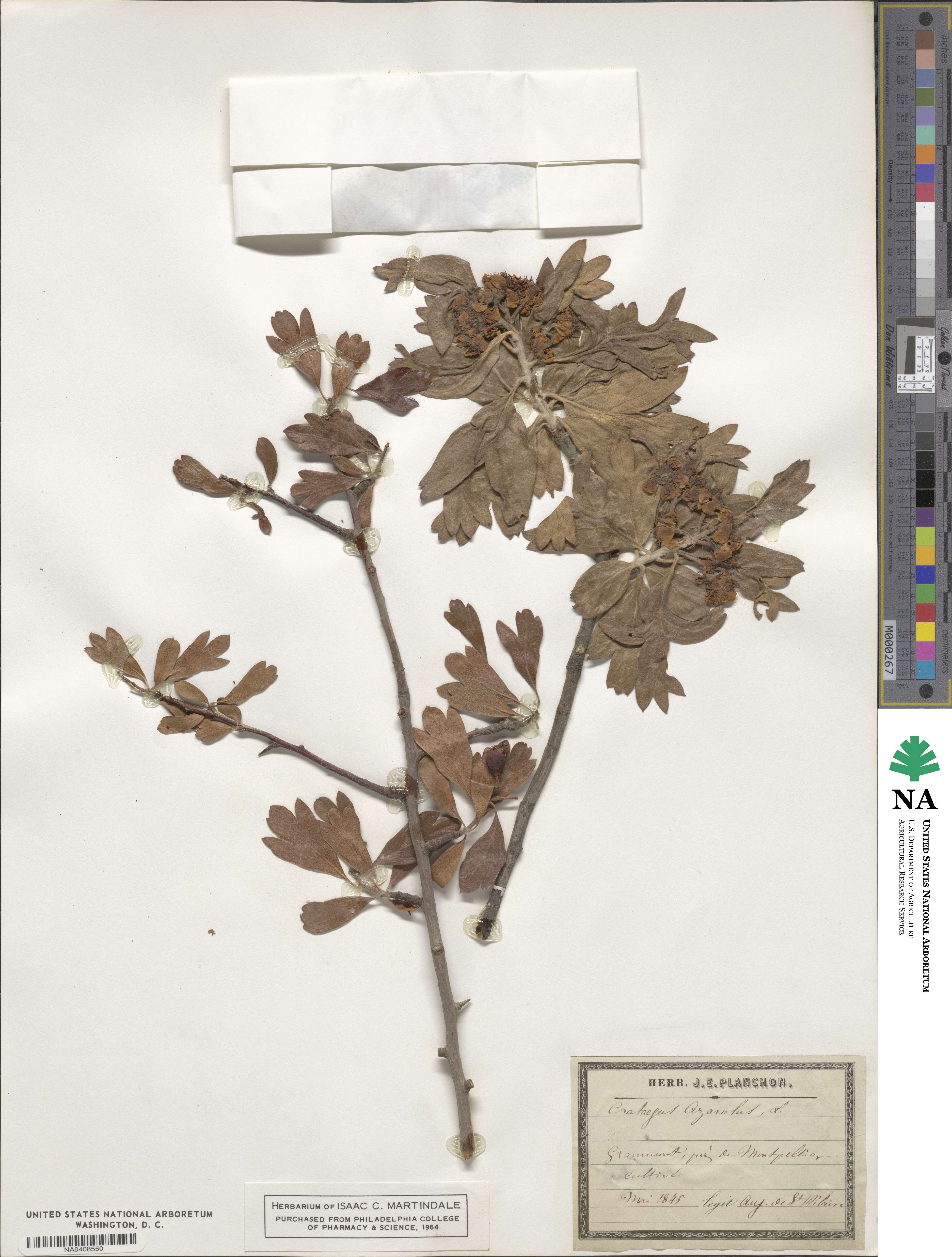 Crataegus azarolus image