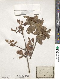 Crataegus azarolus image