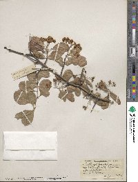 Crataegus crus-galli image