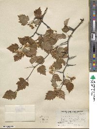 Image of Crataegus barryana