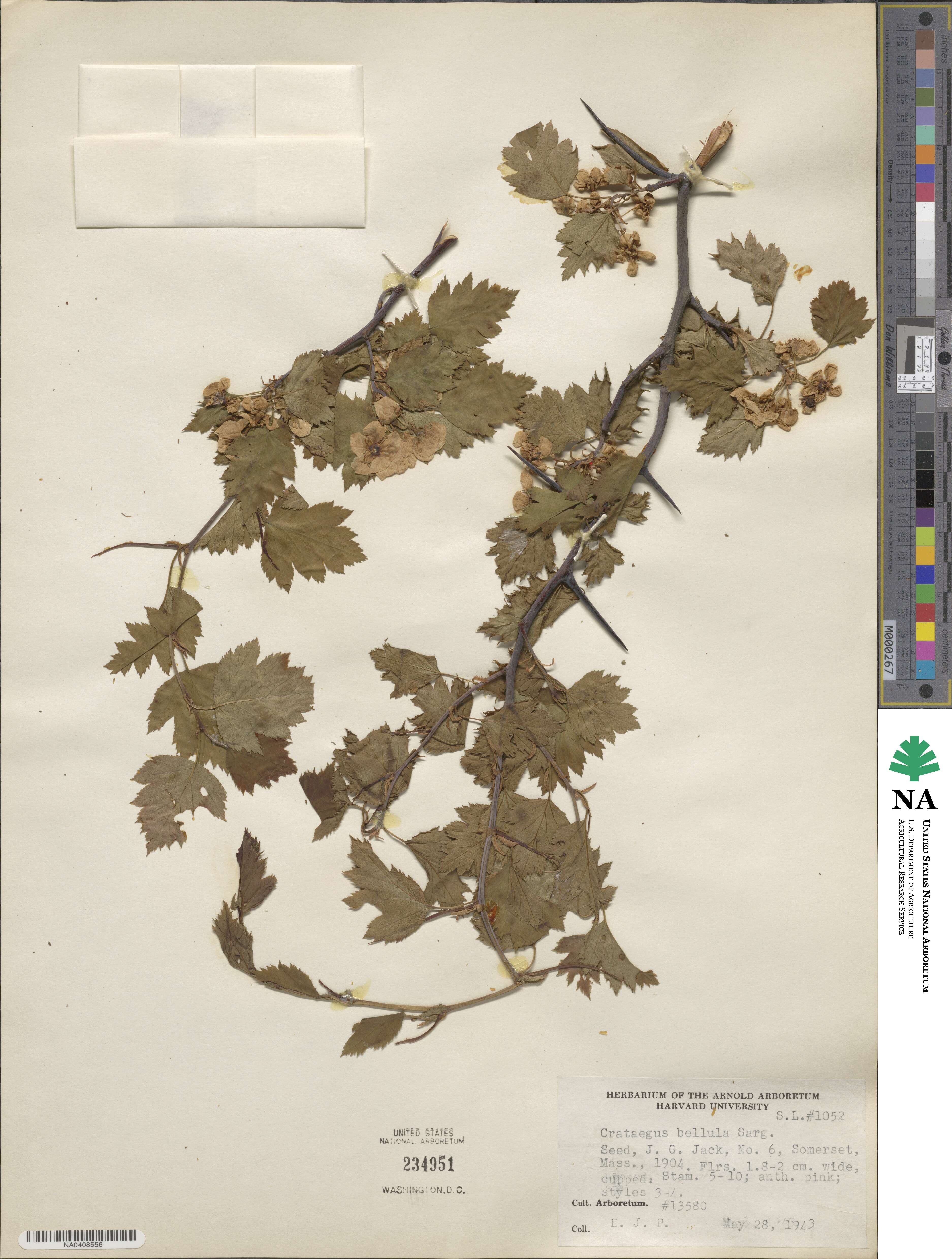 Crataegus pruinosa var. dissona image