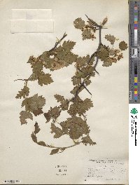 Crataegus pruinosa var. dissona image