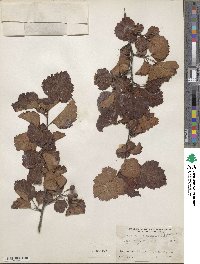 Crataegus mollis image