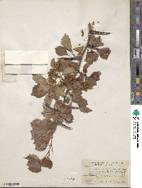 Crataegus scabrida image