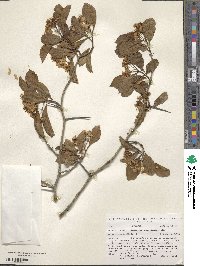 Crataegus calpodendron image