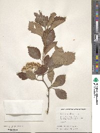 Crataegus calpodendron image