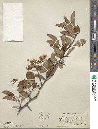 Crataegus crus-galli image