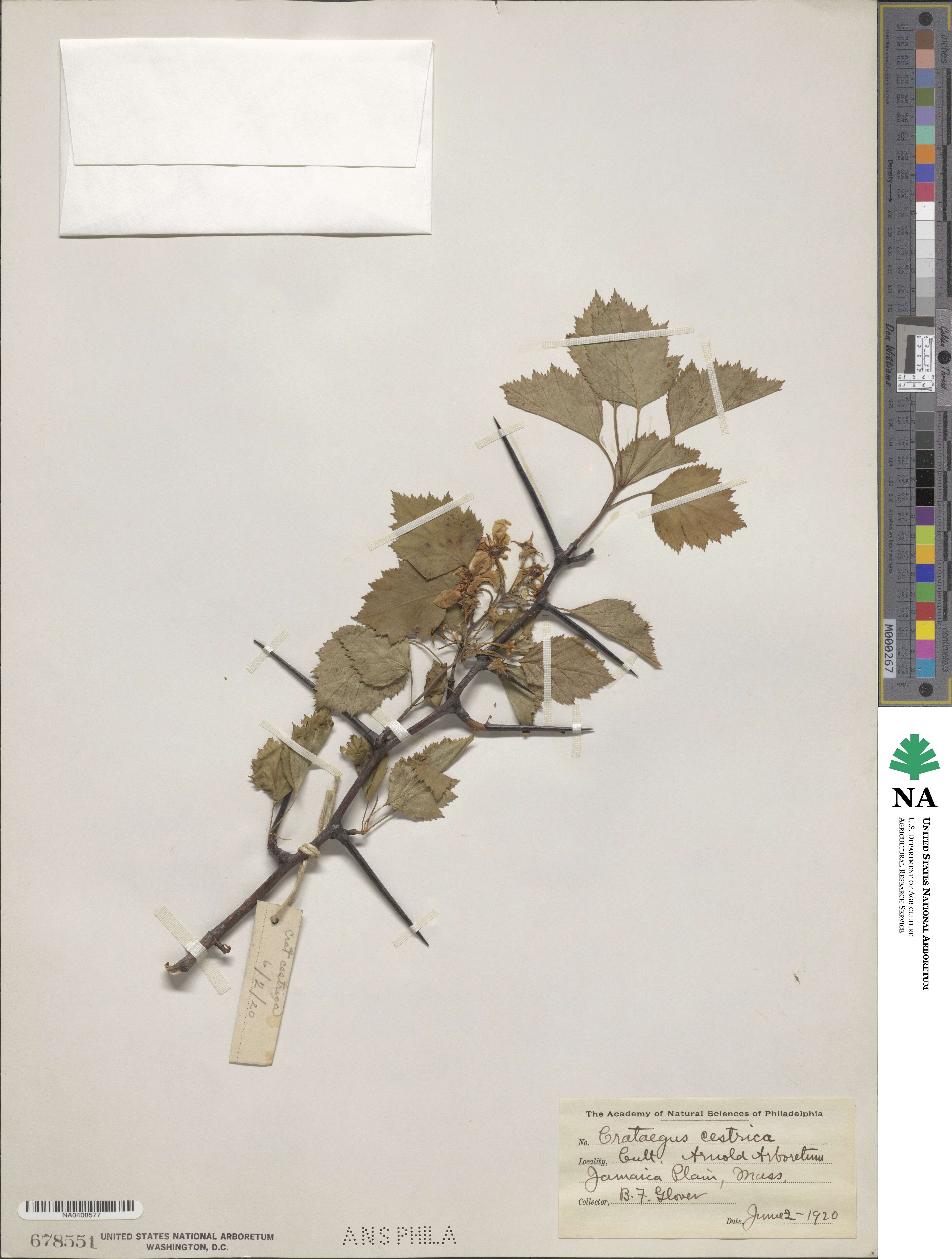 Crataegus cestrica image