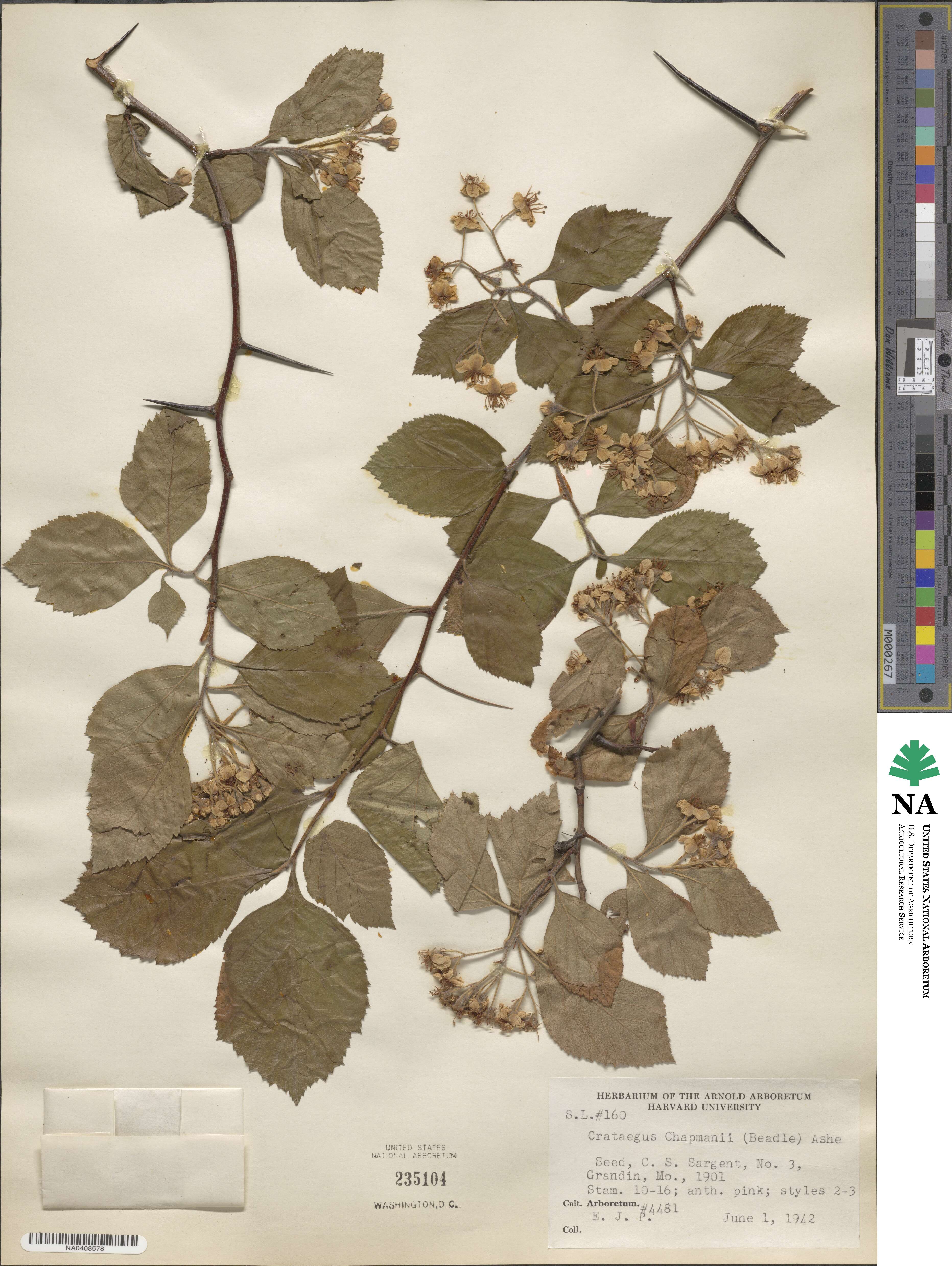 Crataegus calpodendron image