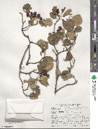 Crataegus chrysocarpa image