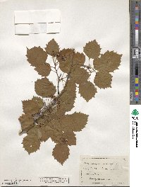 Crataegus coccinea image