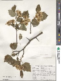 Crataegus coccinioides image