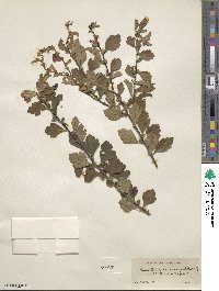 Crataegus cuneata image