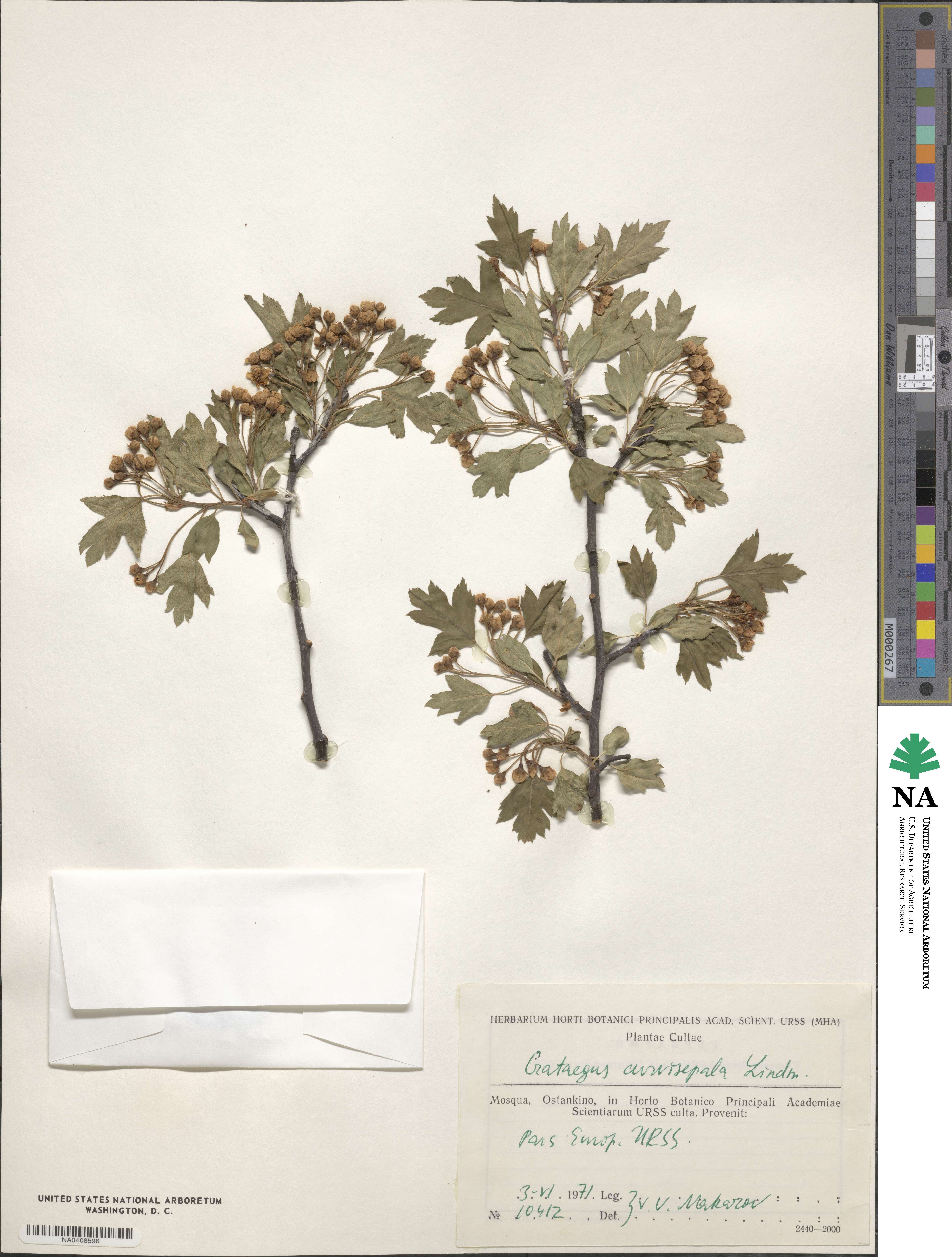 Crataegus praemonticola image