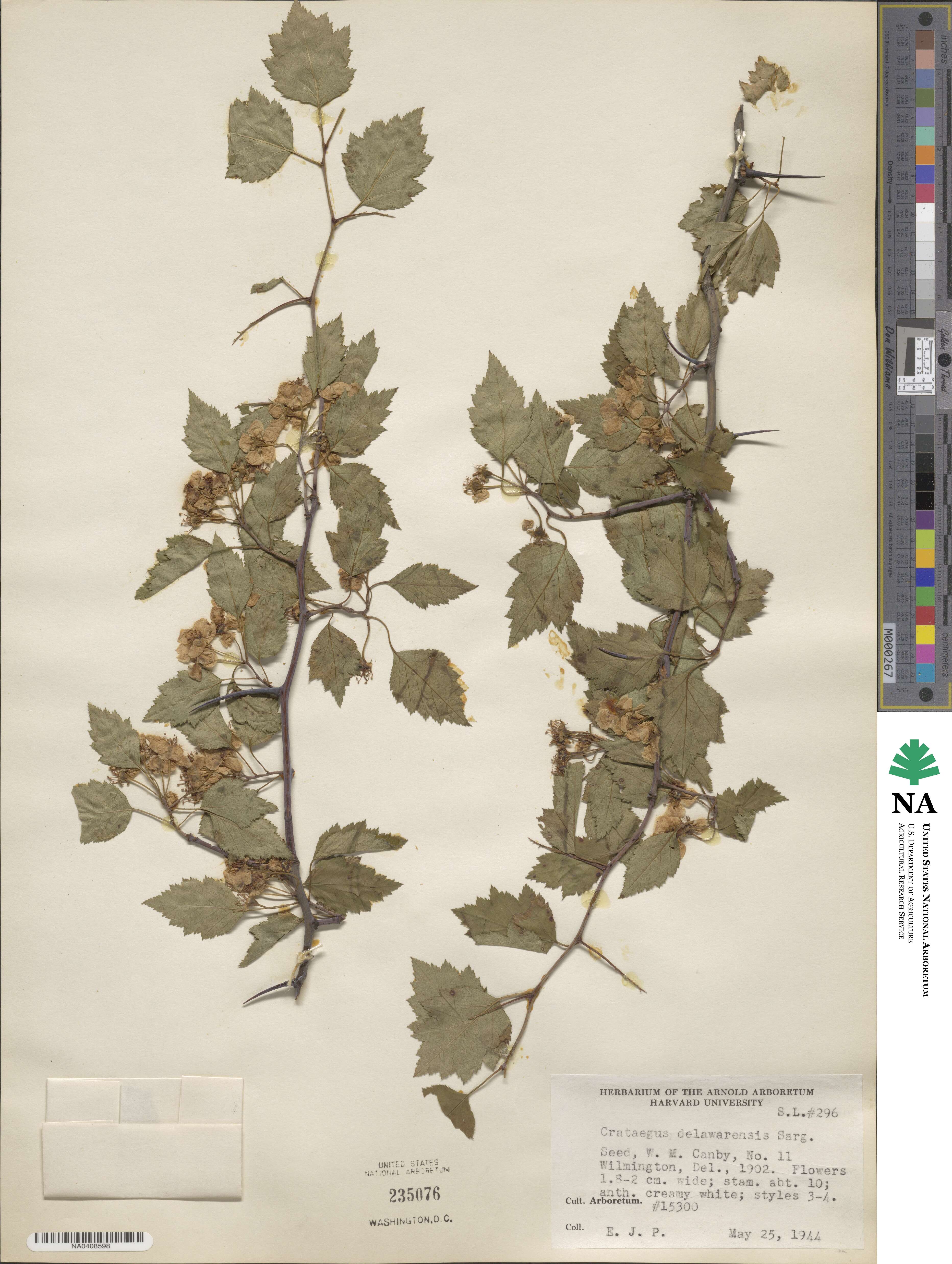 Crataegus pruinosa var. dissona image
