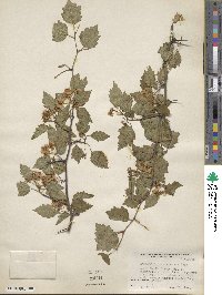 Crataegus pruinosa var. dissona image