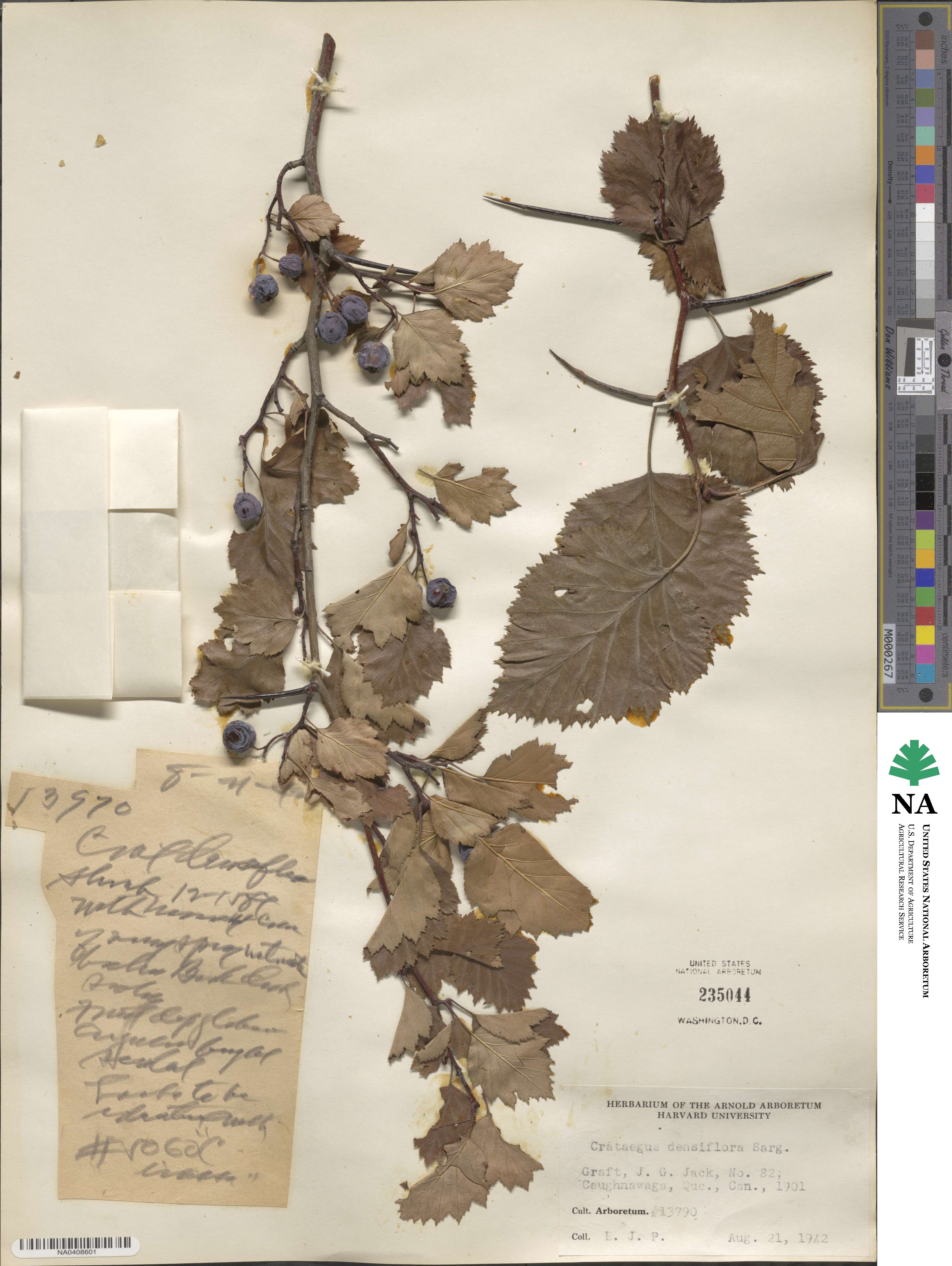 Crataegus densiflora image