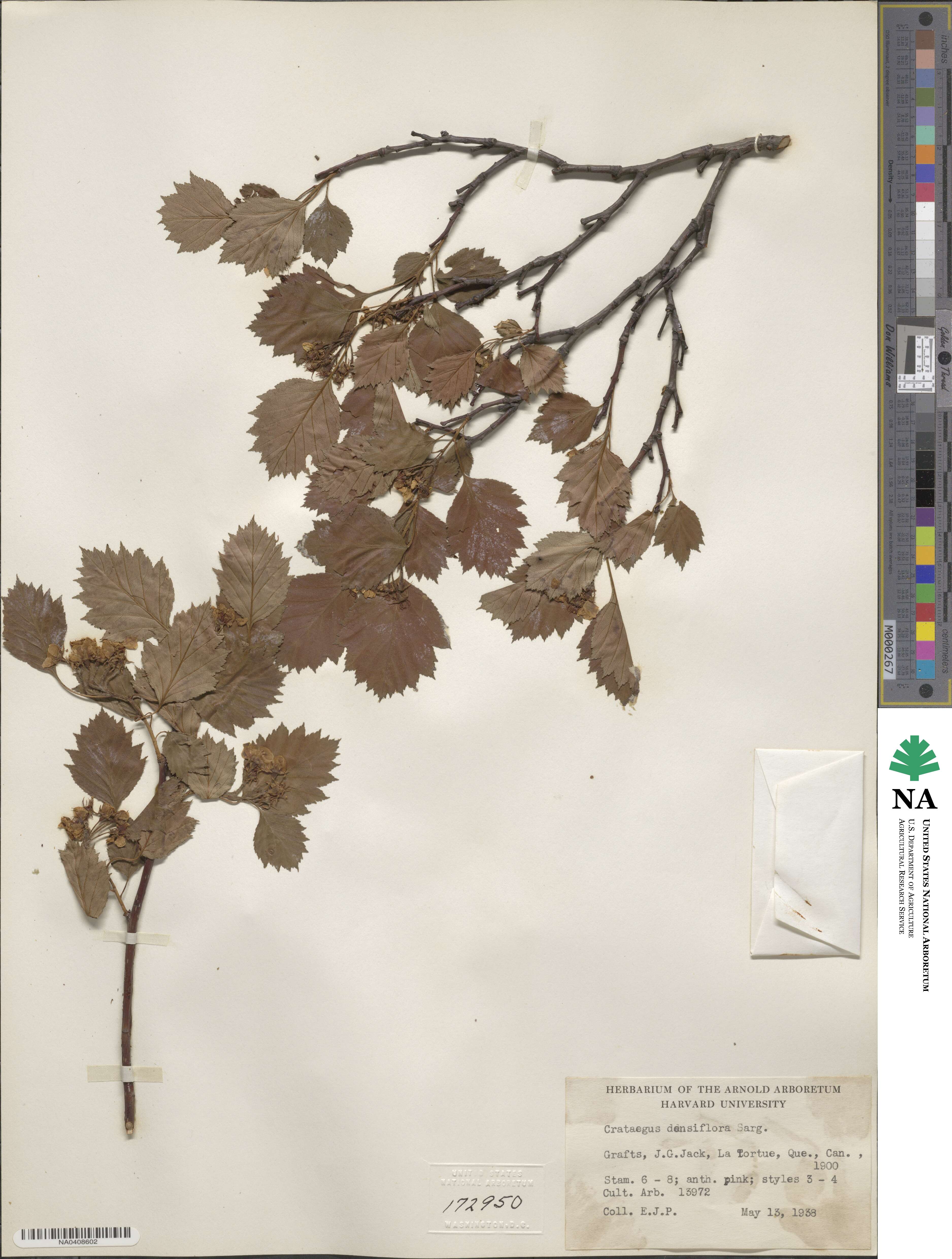 Crataegus densiflora image