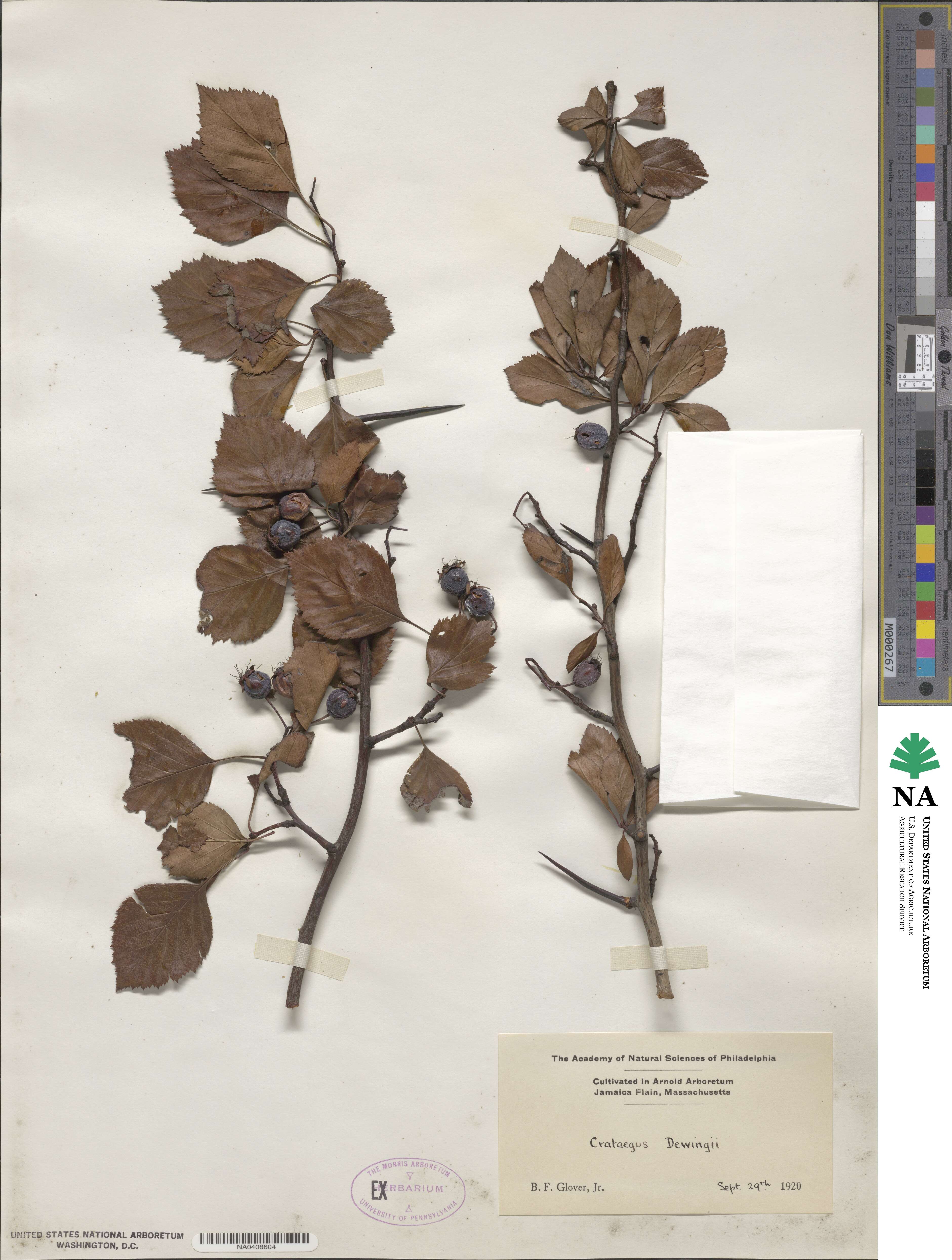 Crataegus dewingii image