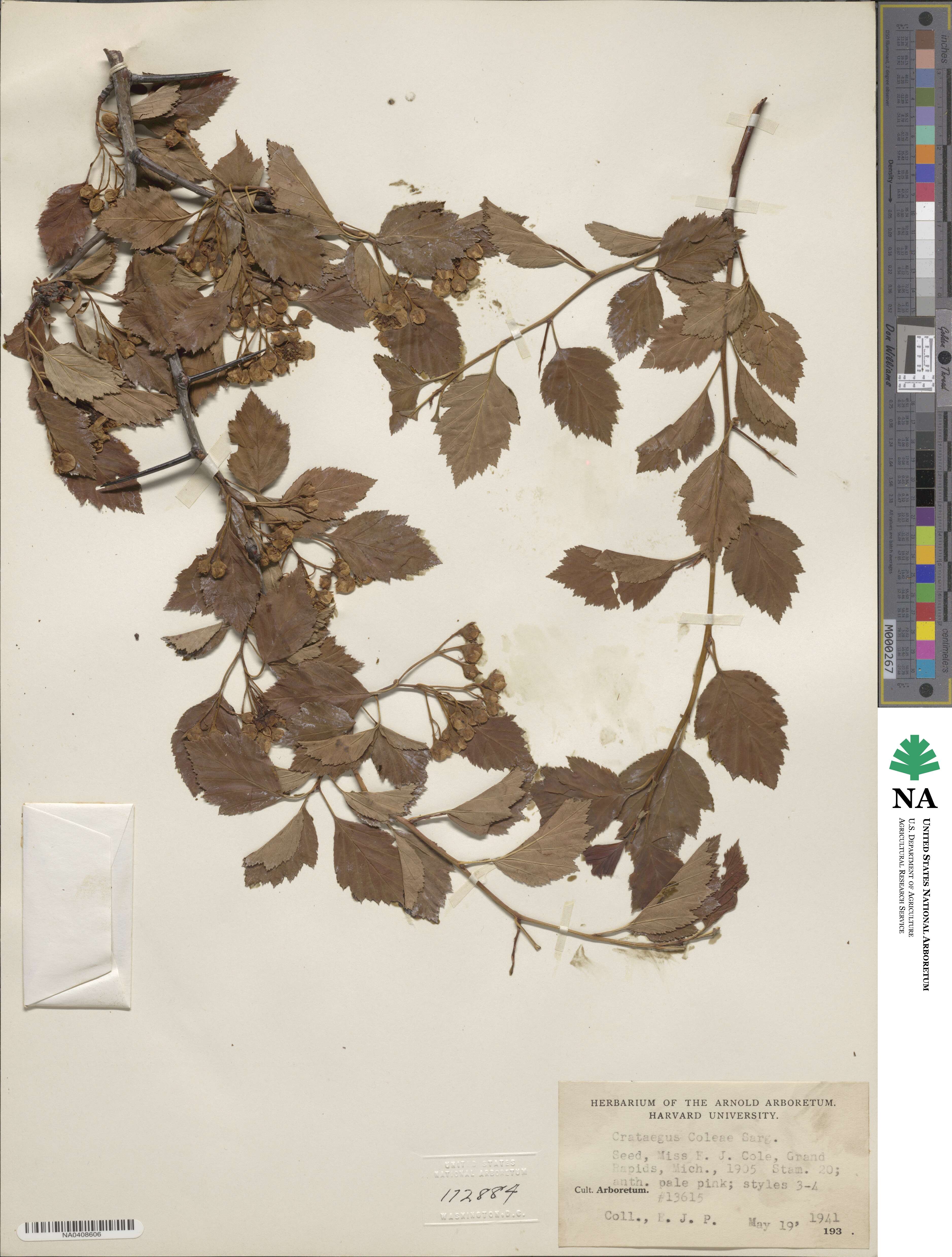 Crataegus coleae image