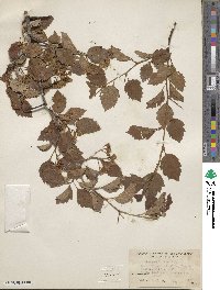 Crataegus coleae image