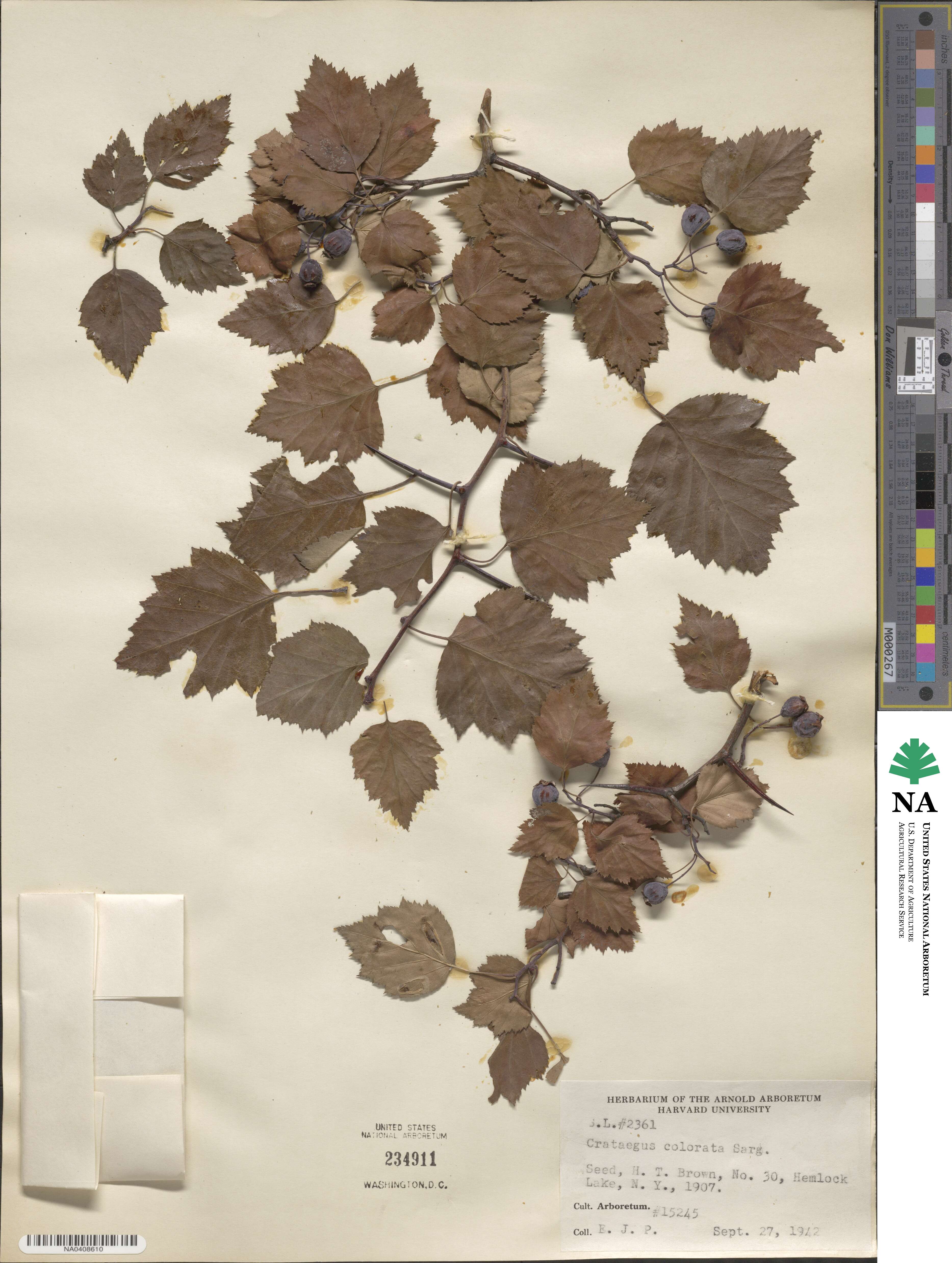 Crataegus colorata image