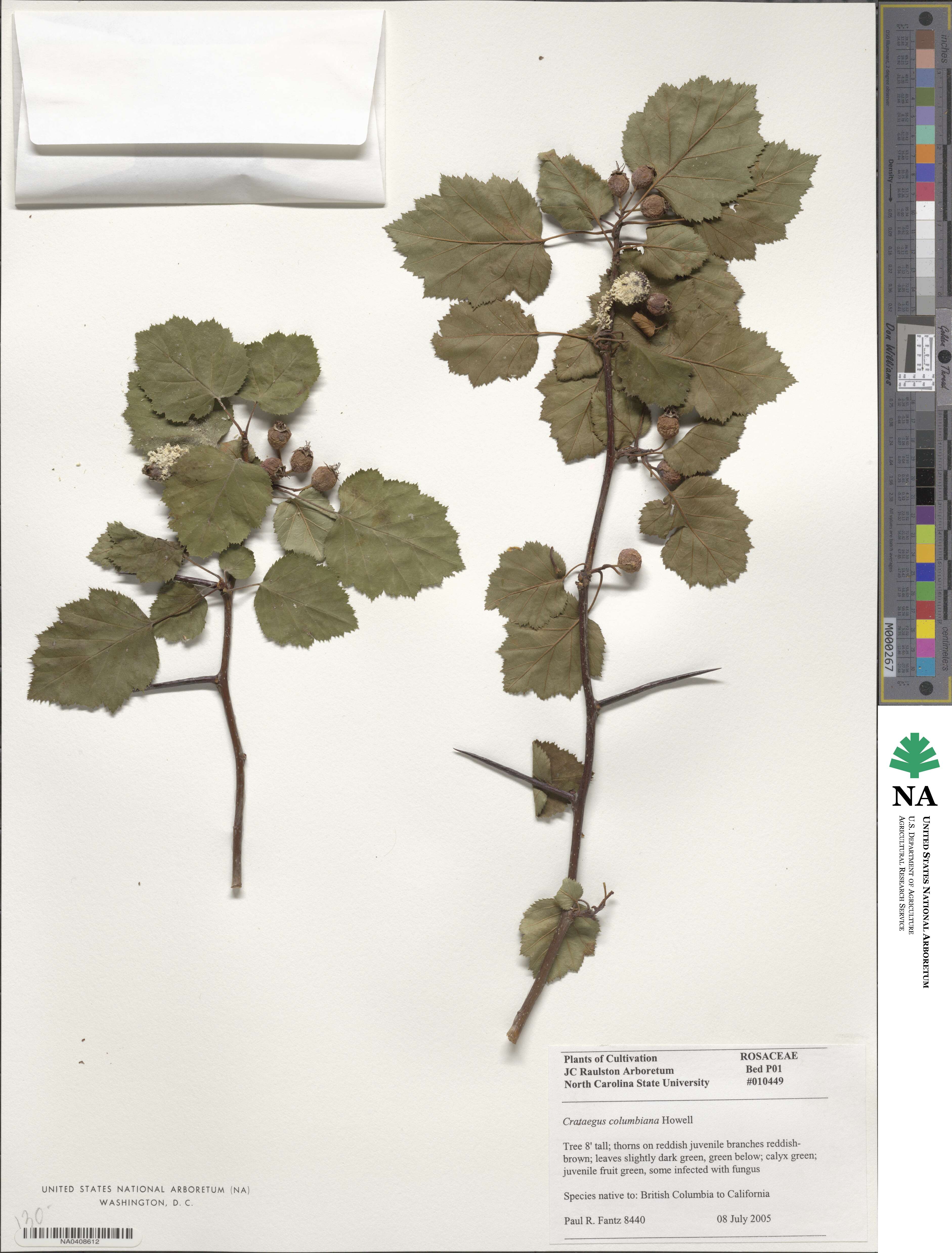 Crataegus douglasii image