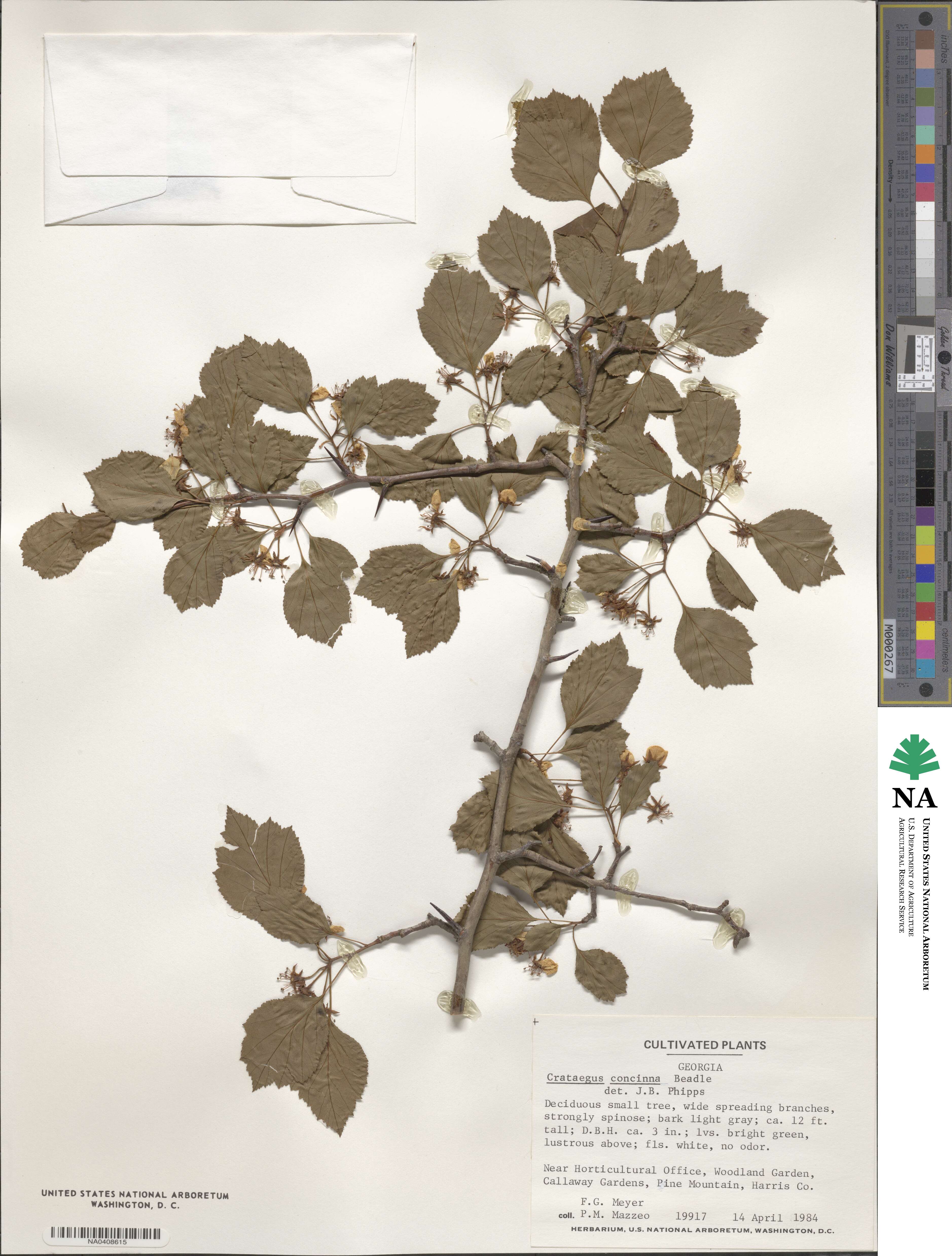 Crataegus pulcherrima image