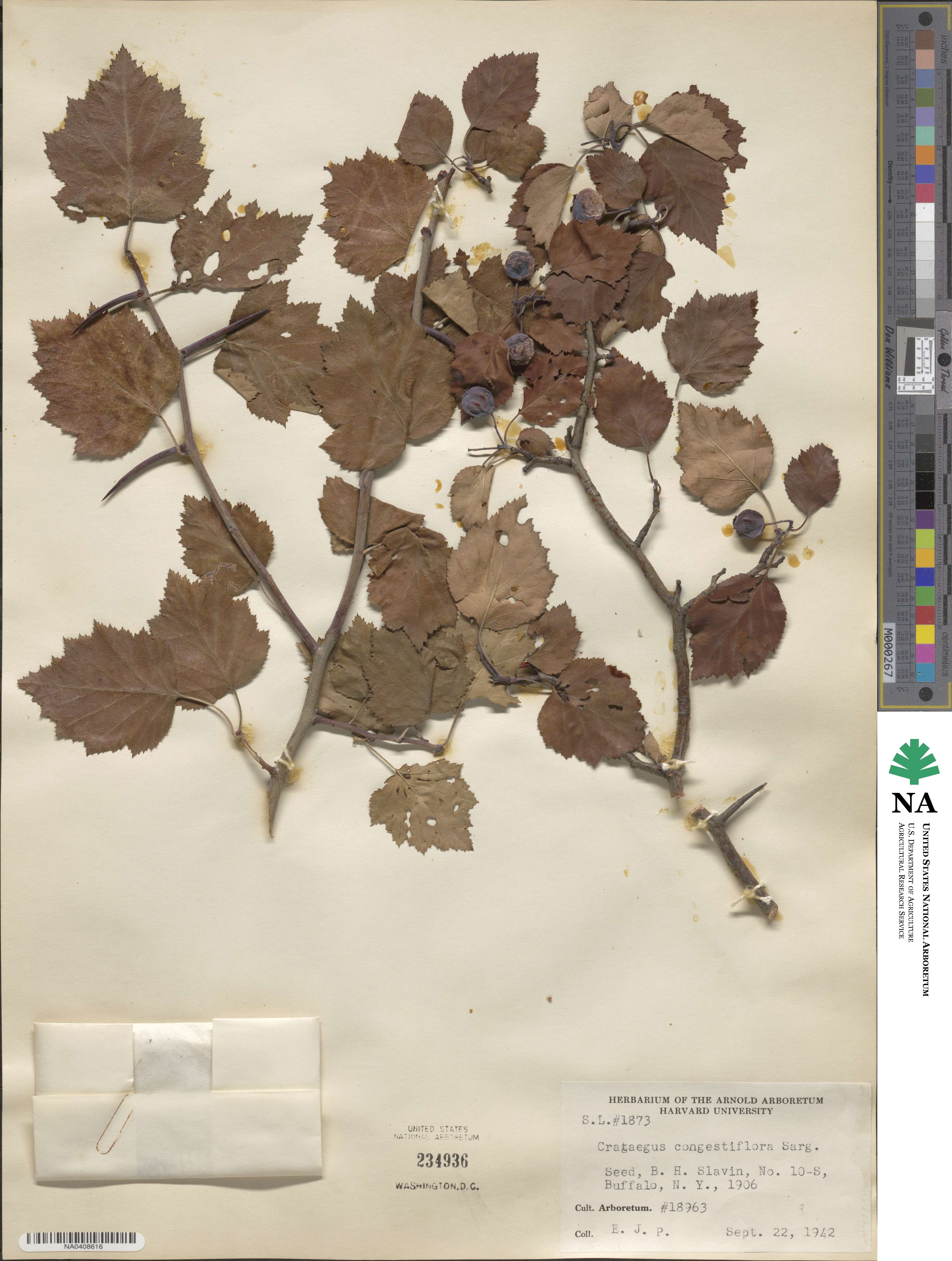 Crataegus congestiflora image