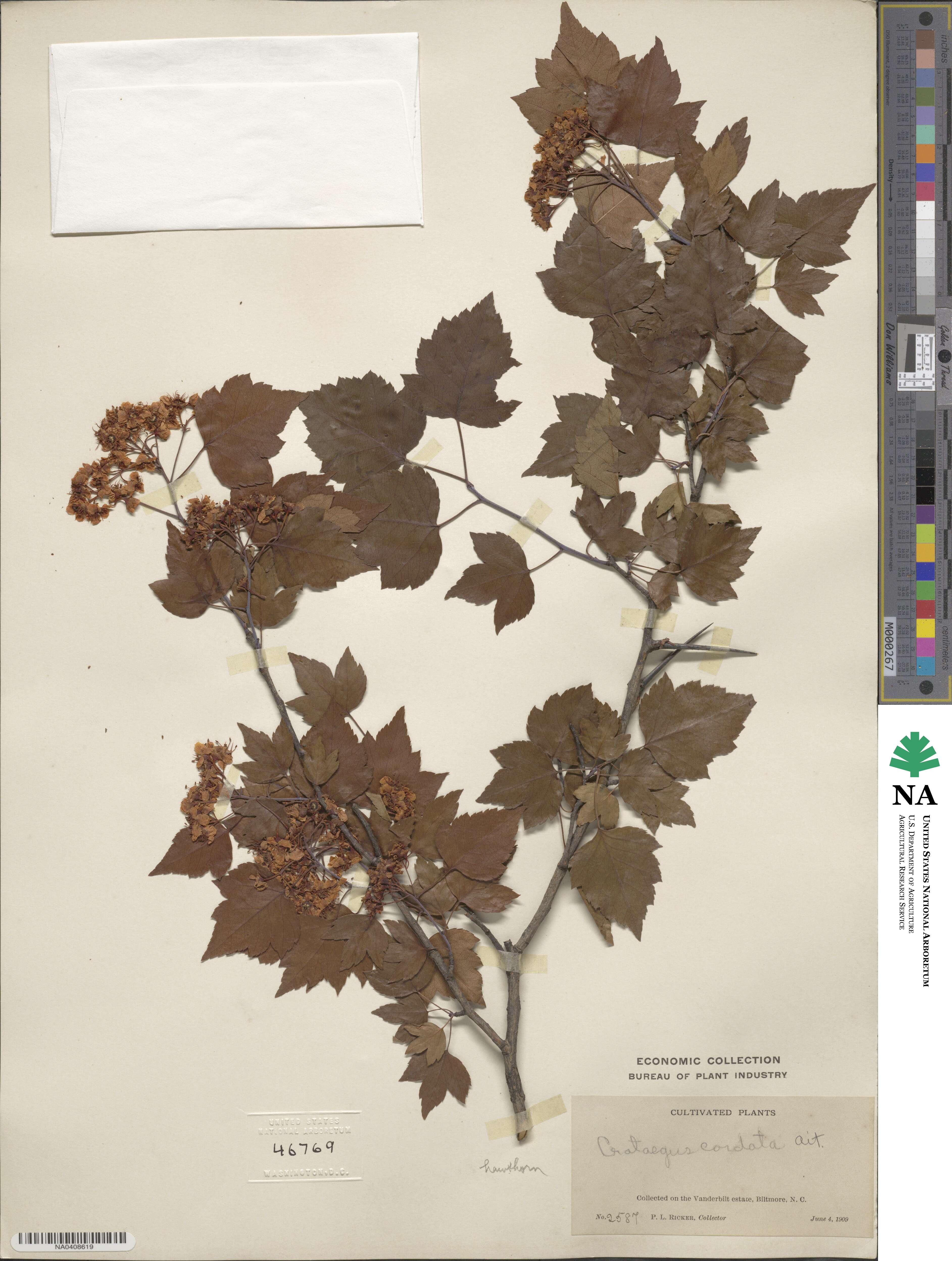 Crataegus phaenopyrum image