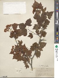 Crataegus phaenopyrum image