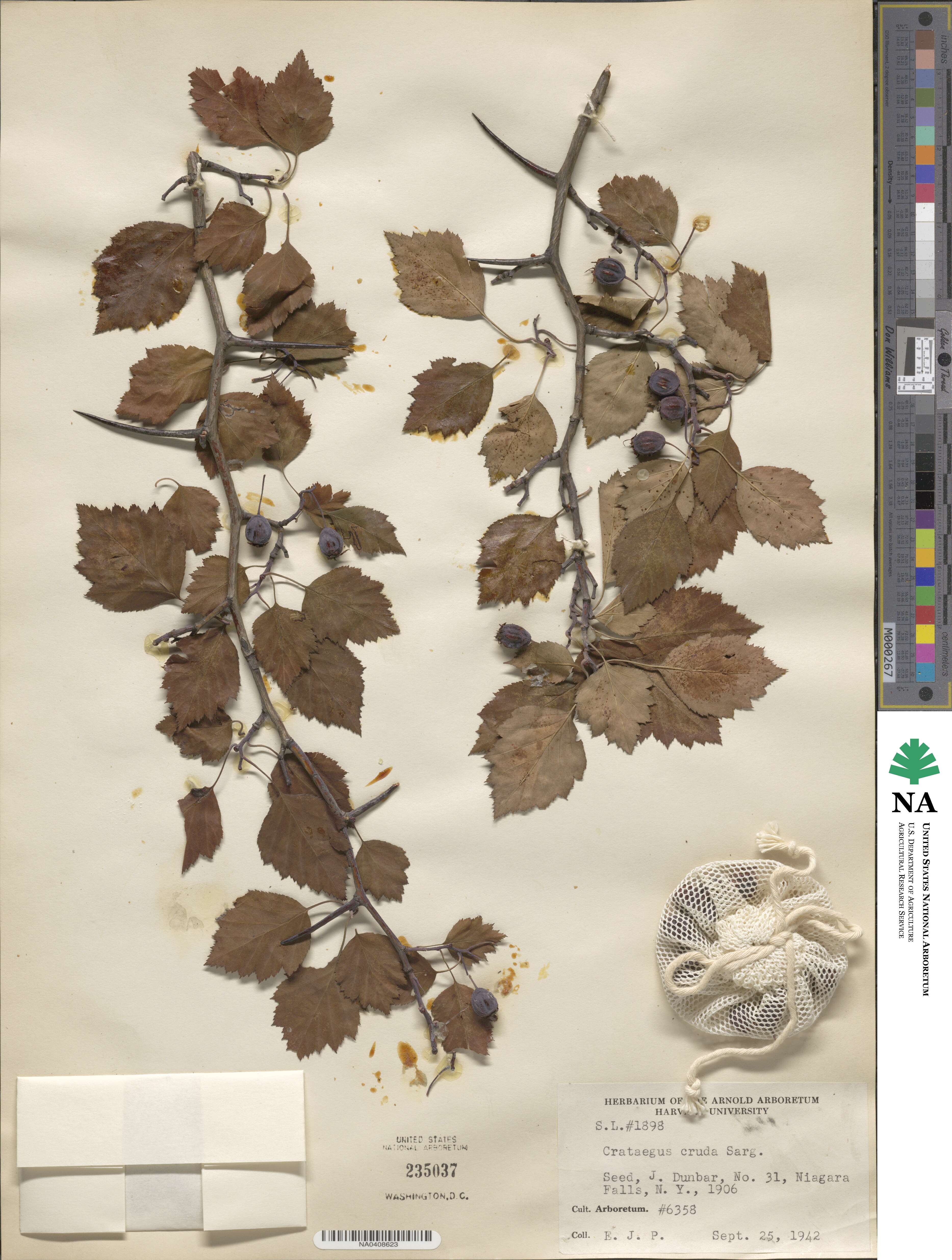 Crataegus cruda image