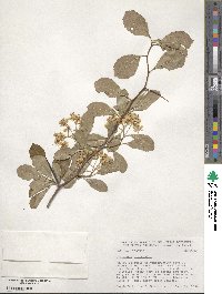 Crataegus crus-galli image