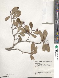 Crataegus crus-galli image