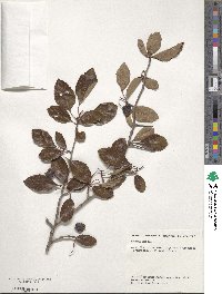 Crataegus crus-galli image