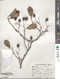 Crataegus crus-galli image