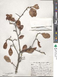 Crataegus crus-galli image