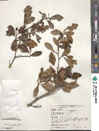 Crataegus crus-galli image