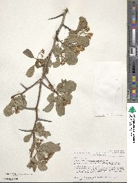 Crataegus crus-galli image