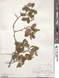 Crataegus crus-galli image