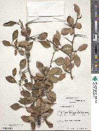 Crataegus crus-galli image