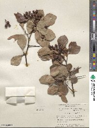 Crataegus crus-galli image