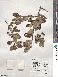 Crataegus crus-galli image