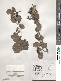 Crataegus crus-galli image