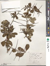 Crataegus crus-galli image