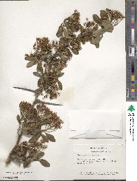 Crataegus crus-galli image