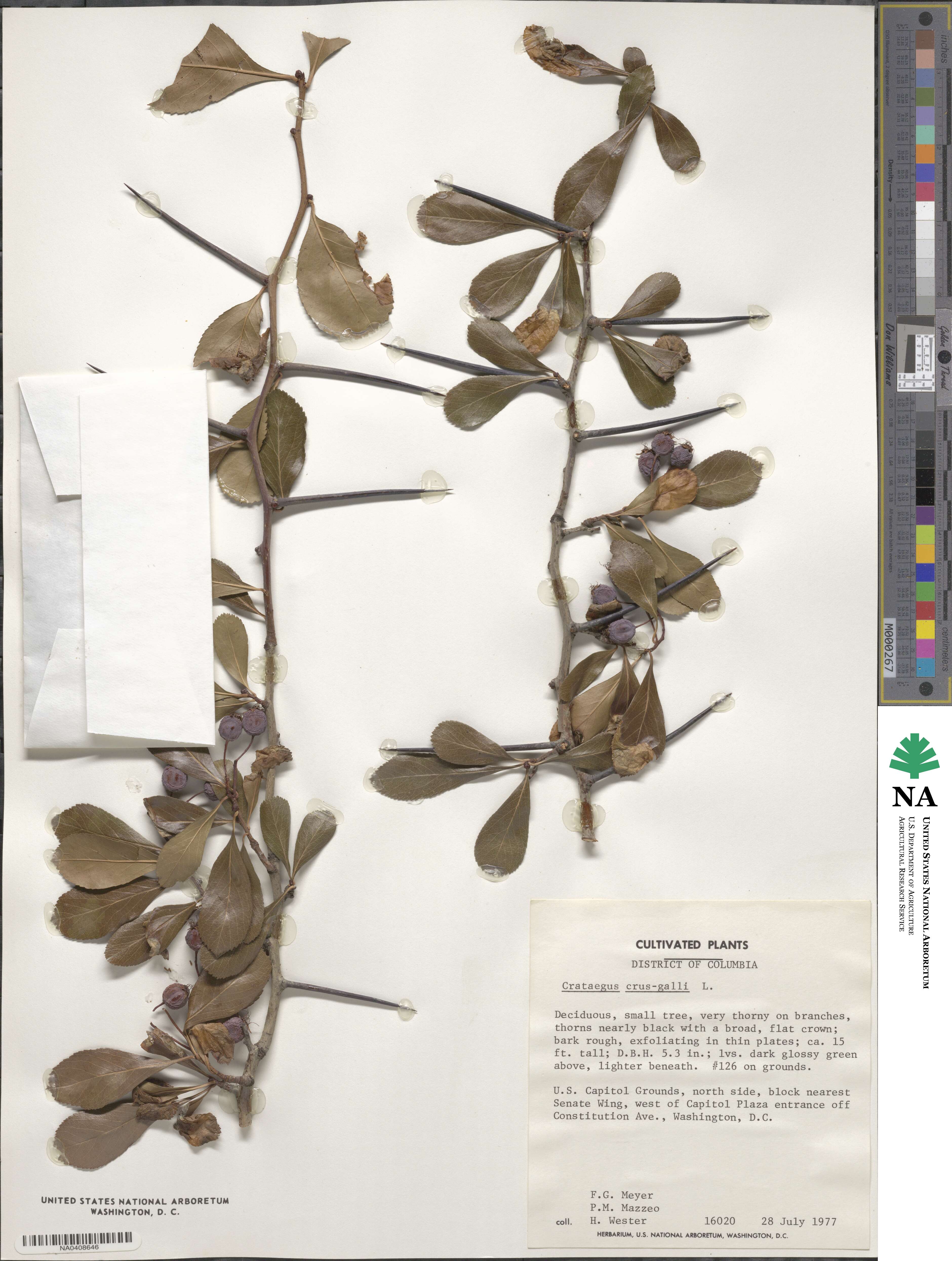 Crataegus crus-galli image
