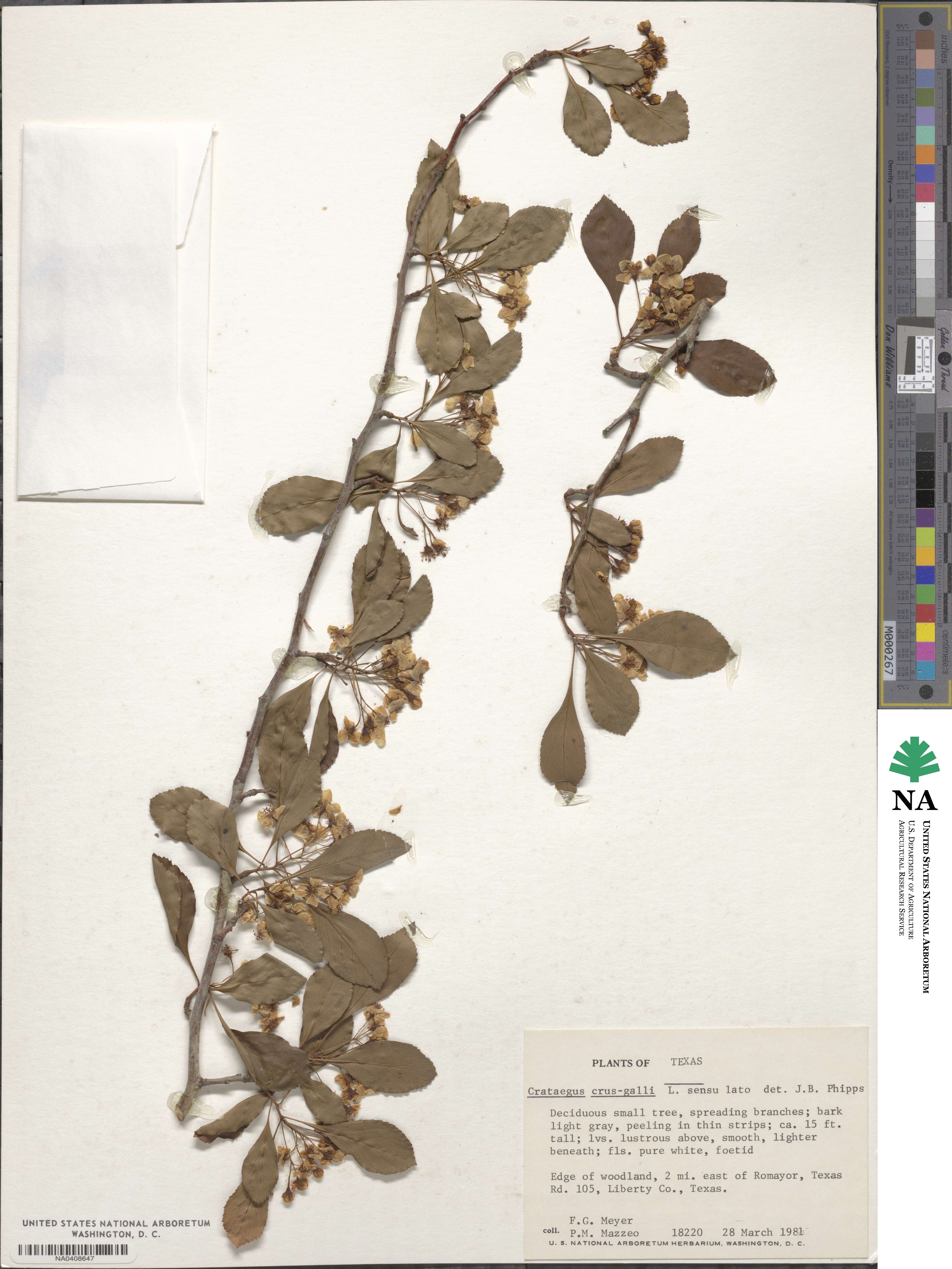 Crataegus crus-galli image