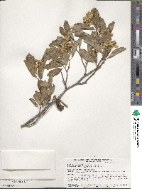 Crataegus crus-galli image